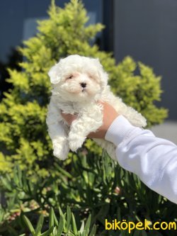 ÖZEL IRK MALTİPOO YAVRULARIMIZ 1