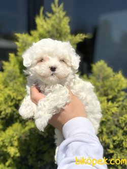 ÖZEL IRK MALTİPOO YAVRULARIMIZ 2