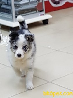 ÖZEL IRKLARDAN OLAN Blue Marley BORDER COLLİE YAVRULARI 3