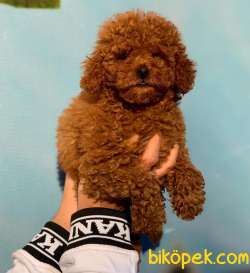 Özel Ithal, Al Kalite Red Brown Toy Poodle Yavrumuz 1