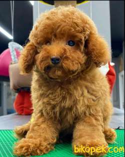 Özel Ithal Dişi Red Brown Toy Poodle Bebeğim 1