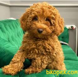 Özel Ithal Dişi Red Brown Toy Poodle Bebeğim 4