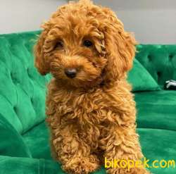 Özel Ithal Dişi Red Brown Toy Poodle Bebeğim 3