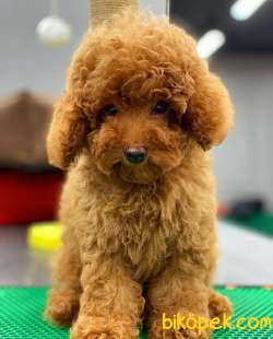 Özel Ithal Dişi Red Brown Toy Poodle Bebeğim 2