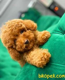 Özel Ithal Dişi Red Brown Toy Poodle Bebeğim 5