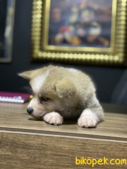 Özel Japon Akita Inu Bebeklerimiz Sarı Beyaz Yavrular 3