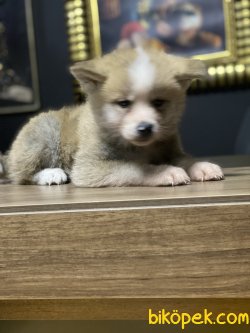 Özel Japon Akita Inu Bebeklerimiz Sarı Beyaz Yavrular 2