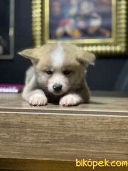 Özel Japon Akita Inu Bebeklerimiz Sarı Beyaz Yavrular 1