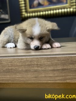 Özel Japon Akita Inu Bebeklerimiz Sarı Beyaz Yavrular 4