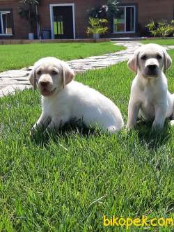 Özel Labrador Retriever Yavruları 4
