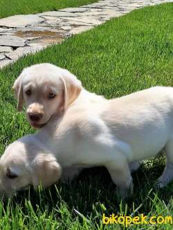 Özel Labrador Retriever Yavruları 2