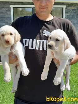Özel Labrador Retriever Yavruları 3