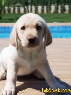 Özel Labrador Retriever Yavruları 1