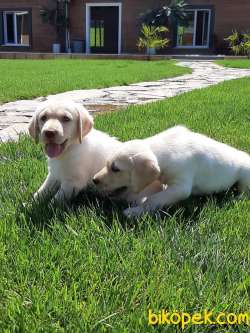 Özel Labrador Retriever Yavruları 4