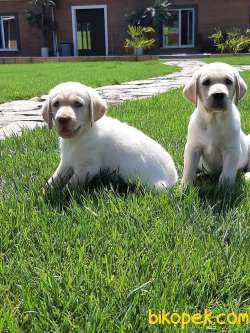 Özel Labrador Retriever Yavruları 2