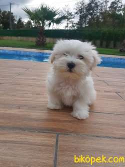 Özel MALTESE TERRIER YAVRULARI 2