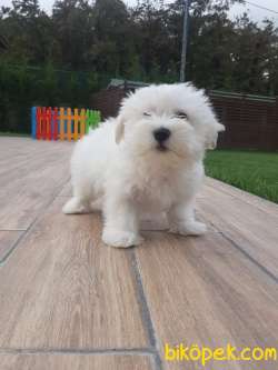 Özel MALTESE TERRIER YAVRULARI 5