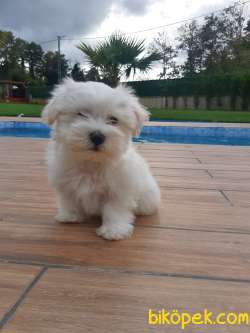Özel MALTESE TERRIER YAVRULARI 4