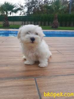 Özel MALTESE TERRIER YAVRULARI 3
