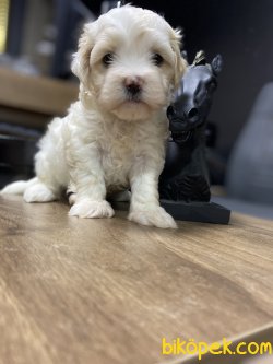 ÖZEL MALTİPOO BEBEKLER 3