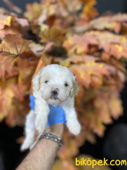 ÖZEL MALTİPOO BEBEKLER 1