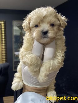 Özel  Maltipoo Beneklerimiz Antialerjik 1