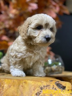 ÖZEL MALTİPOO YAVRULAR 1