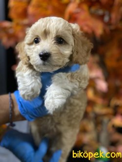 ÖZEL MALTİPOO YAVRULAR 2