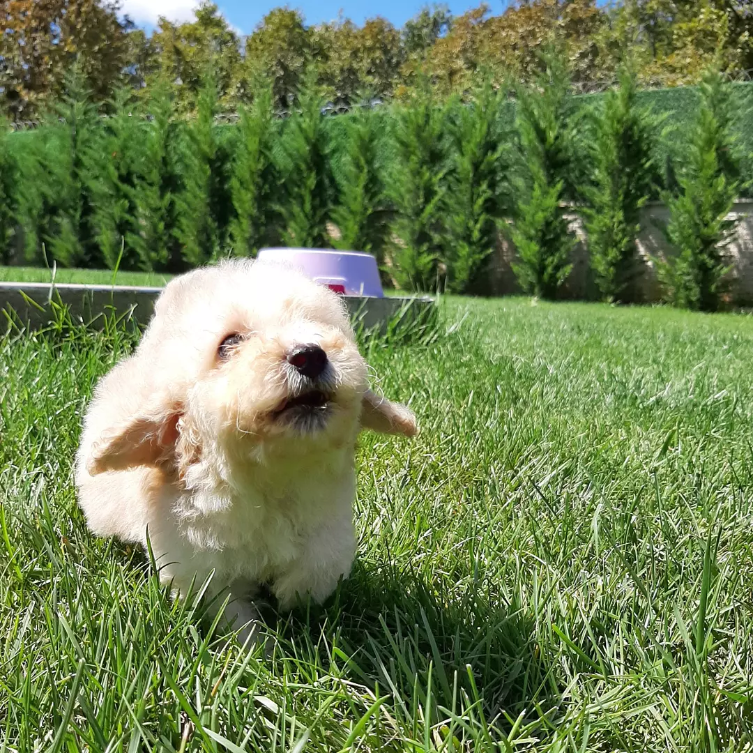 Özel Maltipoo Yavruları 5