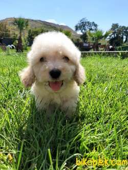 Özel Maltipoo Yavruları 2