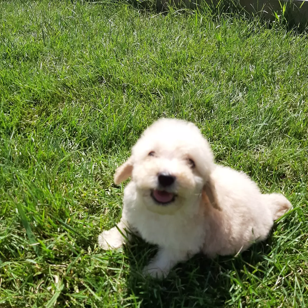 Özel Maltipoo Yavruları 1