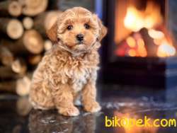 Özel Maltipoo Yavruları Sağlık Ve Irk Garantilidir