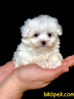 Özel Orijinal Irk Maltipoo Yavrumuz 1