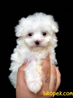 Özel Orijinal Irk Maltipoo Yavrumuz 2