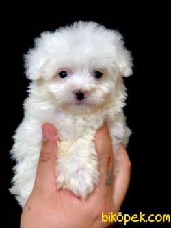 Özel Orijinal Irk Maltipoo Yavrumuz 3