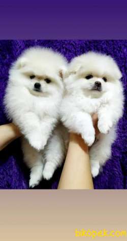 Özel Pomeranian Boo Yavruları 1