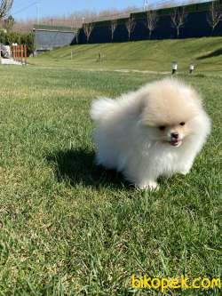 Özel Pomeranian Boo Yavruları 3