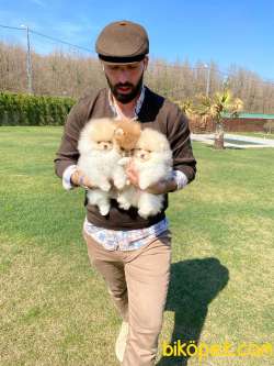 Özel Pomeranian Boo Yavruları 4