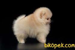 Ozel POMERANİAN BOO YAVRULARI GELDI 3