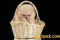 Ozel POMERANİAN BOO YAVRULARI GELDI 4