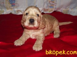 Özel Renk American Coccer Yavruları Joker Petshop Antalya 5