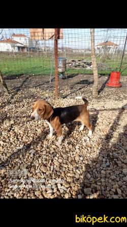 Özel Renk Beagle Yavrular 2