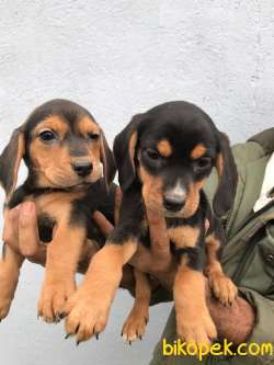 Özel Renk Beagle Yavrular 1
