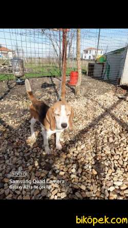 Özel Renk Beagle Yavrular 3