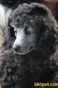 ÖZEL RENK POODLE YAVRULAR 1