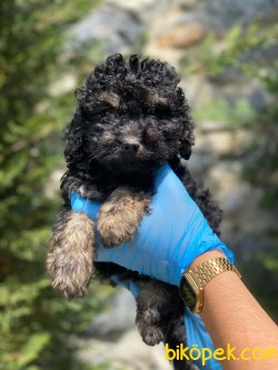 ÖZEL RENK BLACK AND TAN POODLE 3