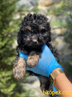 ÖZEL RENK BLACK AND TAN POODLE 2