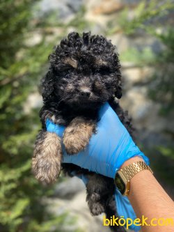 ÖZEL RENK BLACK AND TAN POODLE 1