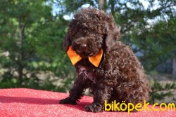 ÖZEL RENK CHOCOLATE POODLE YAVRULARI 3