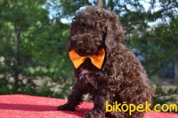 ÖZEL RENK CHOCOLATE POODLE YAVRULARI 2